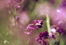 勿忘我花茶禁忌，勿忘我花茶饮用禁忌-茗扬网