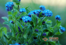 勿忘我花茶雀斑，勿忘我花茶的功效-茗扬网