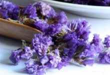 勿忘我花茶功效——功效与作用-茗扬网