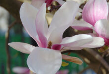 玉兰花茶的制作方法 功效与作用有哪些-茗扬网