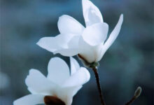 玉兰花茶是酸性还是碱性 什么时候喝好-茗扬网