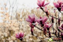 玉兰花茶药效制作方法 主治鼻塞流浓涕头痛淡化色斑-茗扬网