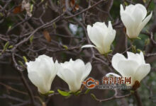 玉兰花茶的制作方法和好处-茗扬网