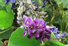 葛花茶的副作用-茗扬网