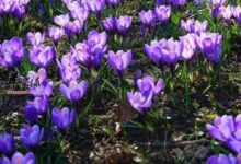 藏红花泡水——调节身体防疾病-茗扬网