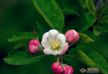 苹果花和玫瑰花的禁忌,喝苹果花茶的好处-茗扬网