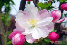 苹果花搭配,苹果花茶的喝法-茗扬网