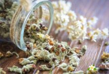 苹果花茶有什么作用 祛痘美白女性养颜茶-茗扬网