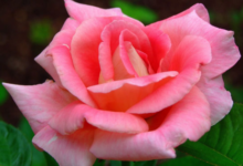 月季花泡水喝的功效与药物配伍-茗扬网