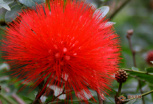 大红色的合欢花泡水喝的害处-茗扬网