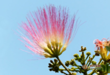 合欢花和什么一起泡水？喝合欢花茶的注意事项-茗扬网