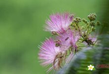 合欢花茶作用搭配泡法 哪些人不宜饮用-茗扬网