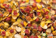 合欢花茶的功效与禁忌 缓解情绪孕妇慎用-茗扬网