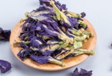 蓝蝴蝶花茶怎么泡 蓝蝴蝶花茶的正确泡法-茗扬网