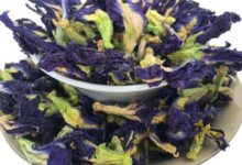 蓝蝴蝶花茶的禁忌 蓝蝴蝶花茶的副作用-茗扬网