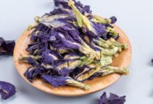 蓝蝴蝶花茶的泡法 蓝蝴蝶花茶的搭配方法-茗扬网