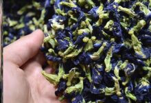 坚持每天喝一杯蓝蝴蝶花茶能养血润肤吗-茗扬网