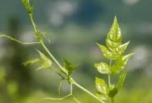 喝蓝蝴蝶花茶的好处-茗扬网