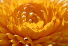 如何制作金盏花茶 金盏花茶可以搭配什么一起冲泡饮用-茗扬网