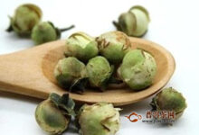 雪莲花茶泡水放几朵-茗扬网