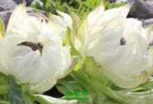 雪莲花茶的功效与作用 雪莲花茶的冲泡方法与禁忌-茗扬网