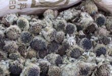 干雪莲花怎么泡水喝 干雪莲花泡水的方法教程-茗扬网