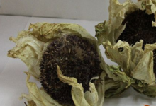 喝雪莲花茶的好处（八个好处啊！）-茗扬网