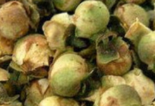 雪莲花茶药理功效-茗扬网