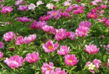 芍药花泡水喝的功效3种泡法 改善面部黄褐斑-茗扬网