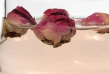 怎么泡芍药花茶最好？-茗扬网