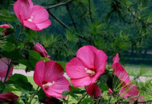 芙蓉花茶的功效与作用 喝芙蓉花茶的好处有哪些-茗扬网