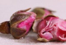 玫瑰芙蓉花茶的功效与作用-茗扬网