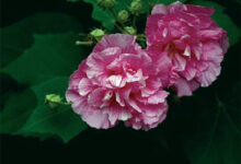 芙蓉花泡水的功效与作用-茗扬网