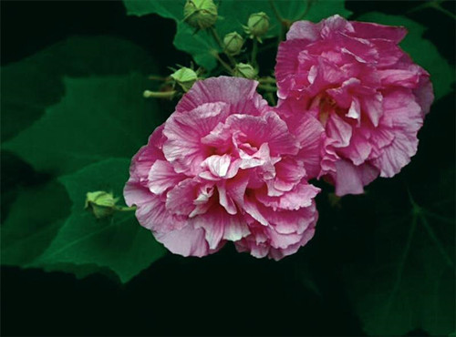 芙蓉花泡水的功效与作用