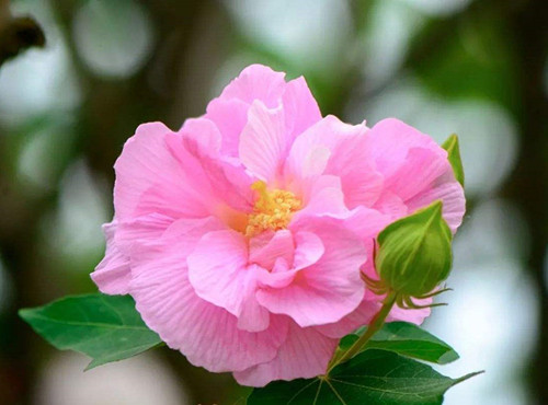 芙蓉花泡水的功效与作用