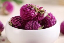 千日红花茶怎么喝 千日红花茶的正确泡法-茗扬网