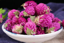 千日红怎么泡茶 千日红花茶的冲泡方法-茗扬网