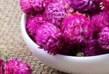 千日红花茶孕妇能喝吗 功效与作用有哪些-茗扬网