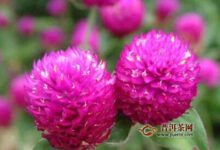 千日红花茶功效与禁忌-茗扬网