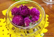 千日红花茶4种做法 清肝降压定喘止咳-茗扬网