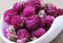 千日红花茶的功效与作用及禁忌-茗扬网