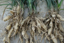 麦冬能和罗汉果一起泡吗 哪些人不宜喝-茗扬网