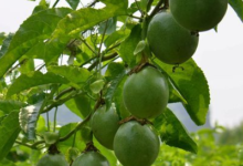 百香果用什么水泡比较好 可以加糖吗-茗扬网