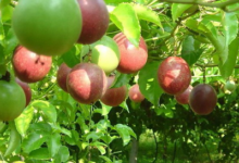 百香果泡水可以美白吗 怎么泡水美白效果好-茗扬网