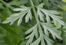 白嵩和蒲公英泡水喝好吗-茗扬网