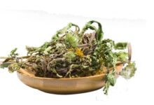 蒲公英茶的功效与作用 喝蒲公英茶的好处-茗扬网