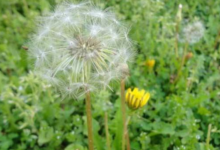 蒲公英泡茶用根还是叶 泡水喝还是煮着喝-茗扬网