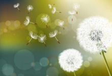 蒲公英泡水治前列腺吗  怎么喝-茗扬网