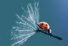 蒲公英茶能护肝吗 效果好吗-茗扬网