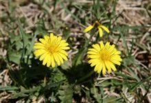 蒲公英晒干后食用方法 需要去根吗-茗扬网